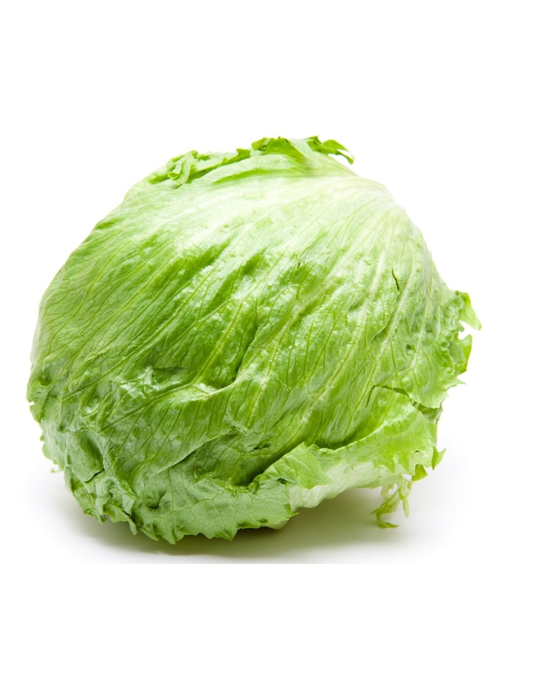 Lechuga repollada